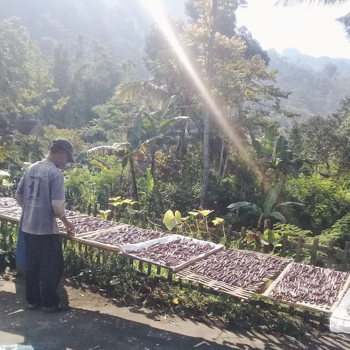 Vanilla beans drying at a partner farm